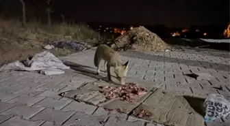 Etin Kokusunu Alan Tilki Köye İndi