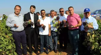 Hatay'da Bağ Bozumu