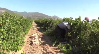 Hassalı Üzüm Üreticisini 'Hastalık' Üzdü - Hatay