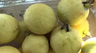 Türkiye'nin İlk Guava Üreticisi