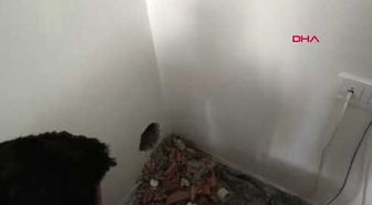Sivas Bacaya Sıkışan Güvercini İtfaiye Ekipleri Kurtardı Hd