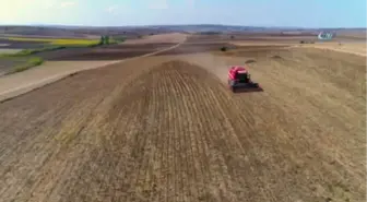 Trakya'nın 'Sarı Gelin' Hasadı Havadan Görüntülendi