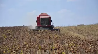 Trakya'nın 'Sarı Gelini'Nde Hasat Başladı