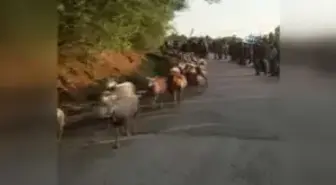 755 Yıllık 'Yünüm Büğet' Geleneği Renkli Görüntüler Oluşturdu