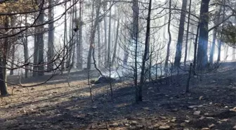 Akdağmadeni'nde Orman Yangını