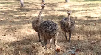 Uzuntarla Tabiat Parkı Ormanya'ya Üç Yeni Genç Üye