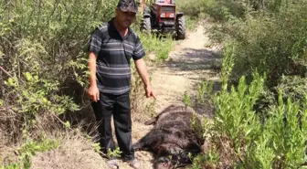 Köylülerin Kabusu Olan Yaban Domuzu 45 Gün Sonra Etkisiz Hale Getirildi