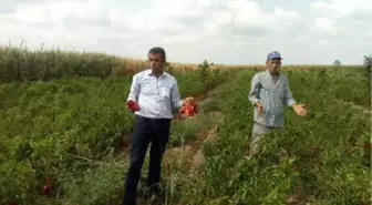 Tarlaları Fareler İstila Etti, Çözüm İçin 1 Ton Zehirli Buğday Gönderildi