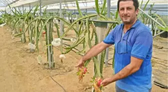 Torbalı'da Üretilen 'Pitaya' Yüz Güldürdü