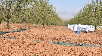 Adıyaman'da Badem Üreticileri Hasattan Memnun