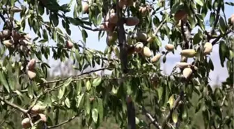 Adıyaman'da Badem Üreticileri Hasattan Memnun