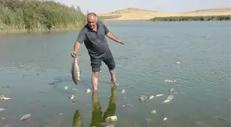 Konya'da Korkutan Balık Ölümleri! Binlercesi Kıyıya Vurdu