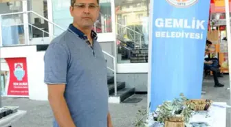 Belediye, Vatandaşa Zeytin Dağıtıp, Festivale Davet Etti