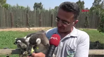 İzmir Aslanlara, Kaplanlara, Fillere Çocukları Gibi Bakıyorlar Hd 2