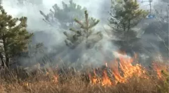 Mangal Ateşi Binlerce Çam Ağacını Kül Etti