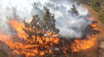 Mangal Ateşi Çam Ağaçlarını Kül Etti