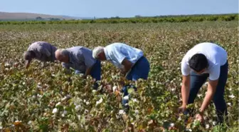 Manisa'da Pamuk Hasadı Başladı