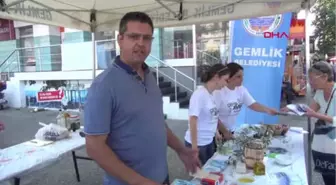 Yalova Gemlik Belediyesi, Yalova'da Vatandaşa Zeytin Dağıtarak Festivale Davet Etti