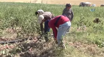 Bir Asırlık 'Kılıçlar Soğanı'nın Hasadı Başladı