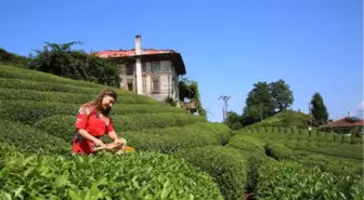 Çay Tarlasına Ziyaretçi Akını