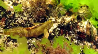 Karadeniz'de Çektiği Su Altı Fotoğrafı Ödül Getirdi