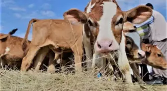 Şarbon Hakkında Bilmedikleriniz!
