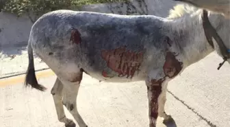 Yol Kenarında Bulunan Yaralı Eşeğe Vatandaşlar Sahip Çıktı