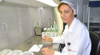 Üzüm Bağlarında Rekolte Kaybını Önleyecek Çalışma