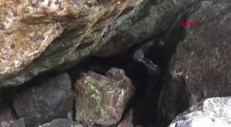 Zonguldak Yaralı Su Samuru Kayalıklarda Bulundu