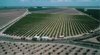 Çukurova'da Limon Verimi Çiftçiyi Mutlu Etti