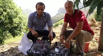 Alanya'da Mango Hasadı Başladı