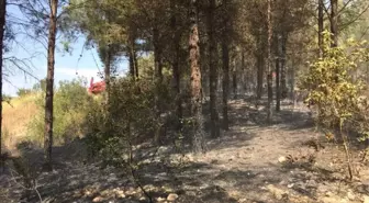 Osmaniye'deki Orman Yangını Büyümeden Söndürüldü