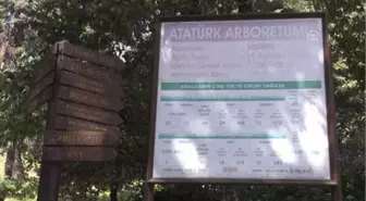 Türkiye'nin İlk Arboretumu 89 Yaşında - Yalova