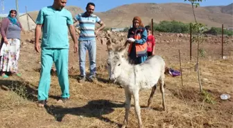 İçler Acısı Halde Bulunan Sıpa, Tedavi Altına Alındı