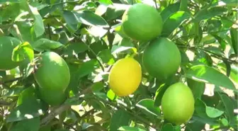 Erkenci Limonun Hasadı Sürüyor