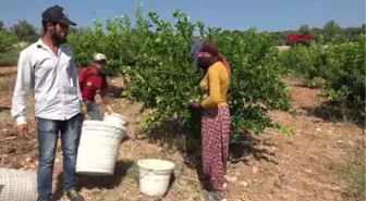 Mersin Erdemli'de Limon Hasadı Başladı