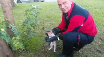 Ağaçta Mahsur Kalan Yavru Kediyi İtfaiye Ekipleri Kurtardı