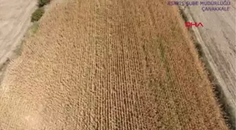 Çanakkale Cezaevi Firarisi, Tarlada Drone ile Yeri Belirlenip Yakalandı Hd