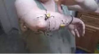 Evinde Beslediği İlginç Örümcekleri Kolunda Gezdiren Kadın, Sosyal Medyada Büyük İlgi Gördü