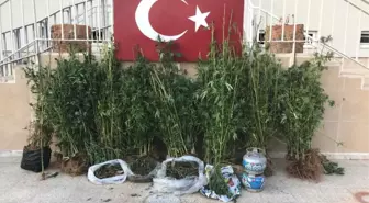 Alanya'da 1 Kilogram Esrar ve 427 Kök Hint Keneviri Ele Geçirildi