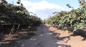 20 Bin Ton Kivi Beklentisi - Yalova