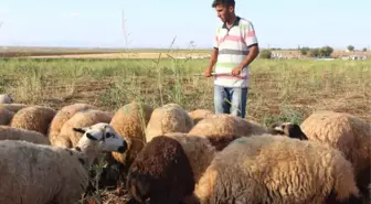 Çobanlık Yaparken Hazırlandı, Diş Hekimliğini Kazandı