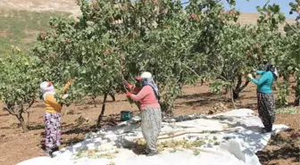 Siirt'te Fıstık Hasadı Sürüyor