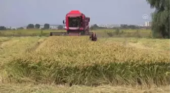 Çeltik Diyarında Hasat Devam Ediyor