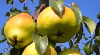 Ağırlığı 1,5 Kilogram!