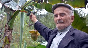 Karadeniz'de Muz Yetiştirdi