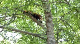 'Çin Malı Panda' Yerine Kırmızı Panda