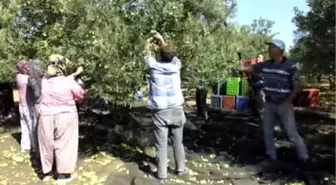 Balıkesir'de Zeytin Hasadı Başladı