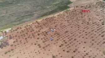 Diyarbakır Fıstık Bahçesinde 2 Yılda Mucize Yarattı, Üretimi 1 Ton'dan 10 Tona Çıkardı Hd