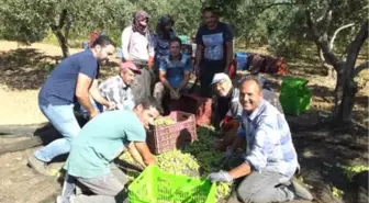 Edremit Körfezi'nde Zeytin Hasadı Başladı